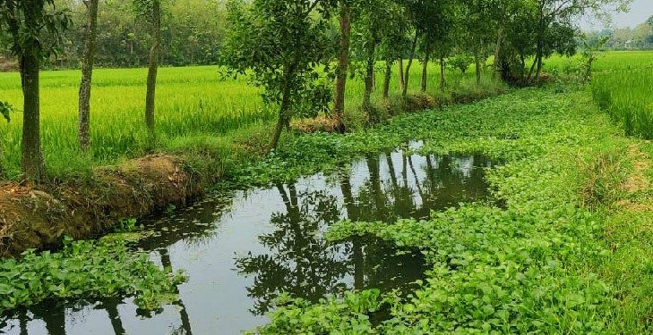 গাজীপুরের শ্রীপুরে চিংড়ি খালের এখন অস্তিত্ব খুঁজে পাওয়া দুষ্কর!