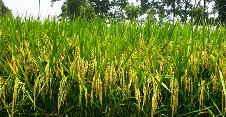 গাজীপুরে ধান গবেষণা ইনস্টিটিউট আরও ৩ জাতের ধানের উদ্ভাবন