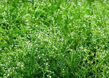 নাটোরে ছড়িয়ে পড়ছে নীরব ঘাতক ‘পার্থেনিয়াম’-মারাত্মক হুমকির মুখে জনজীবন