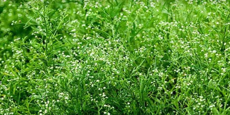 নাটোরে ছড়িয়ে পড়ছে নীরব ঘাতক ‘পার্থেনিয়াম’-মারাত্মক হুমকির মুখে জনজীবন