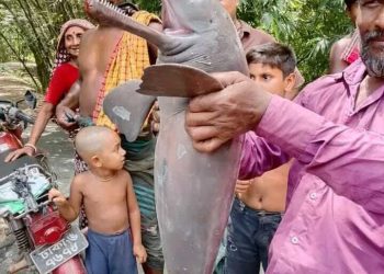 শৈলকুপায় একের পর এক প্রাণী হত্যা, স্থানীয় প্রশাসন নির্বিকার