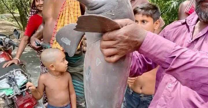 শৈলকুপায় একের পর এক প্রাণী হত্যা, স্থানীয় প্রশাসন নির্বিকার