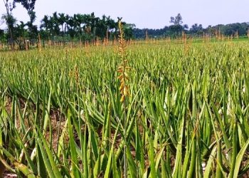 দেশের একমাত্র ঔষধি পল্লী এখন নাটোরের ঐতিহ্যে পরিণত হয়েছে