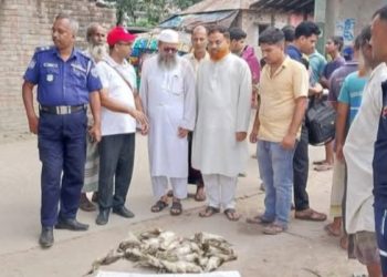 নাটোরের সিংড়ায় দুই পাখি শিকারিকে কারাদন্ড- জবাইকৃত ৫১ বকপাখি উদ্ধার