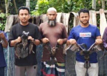 শিকরির ফাঁদ থেকে মুক্ত আকাশে ডানা মেলল পানকৌড়ি