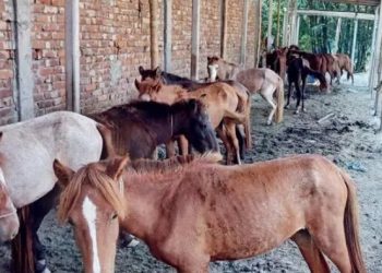 গাজীপুরে ফের ঘোড়ার মাংস বিক্রি, কসাইকে জরিমানা