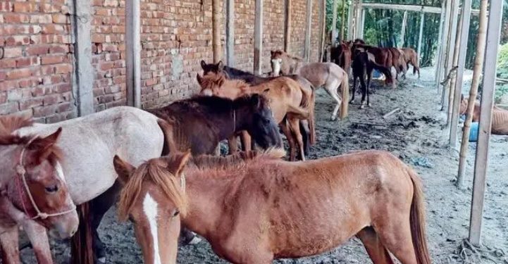 গাজীপুরে ফের ঘোড়ার মাংস বিক্রি, কসাইকে জরিমানা