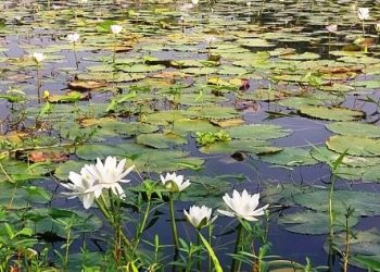 নাটোরে দৃষ্টিনন্দন জাতীয় ফুল শাপলা দেখে মুগ্ধ দর্শনার্থীরা