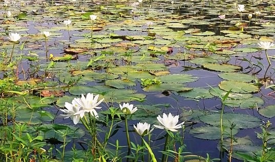 নাটোরে দৃষ্টিনন্দন জাতীয় ফুল শাপলা দেখে মুগ্ধ দর্শনার্থীরা