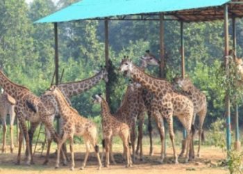 গাজীপুরের সাফারি পার্ক জিরাফ শূন্য: টিবি রোগে সর্বশেষ জিরাফটির মৃত্যু