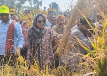নেতা-কর্মীদের সঙ্গে নিয়ে কৃষকের ধান কাটলেন নাটোর-১ আসনের বিএনপি মনোনীত প্রার্থী-পুতুল