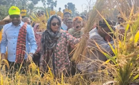 নেতা-কর্মীদের সঙ্গে নিয়ে কৃষকের ধান কাটলেন নাটোর-১ আসনের বিএনপি মনোনীত প্রার্থী-পুতুল