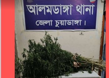 আলমডাঙ্গায় থানা পুলিশের মাদকবিরোধী অভিযান মরিচক্ষেত থেকে ১০টি গাঁজার গাছ উদ্ধার, পলাতক আসামির বিরুদ্ধে মামলা