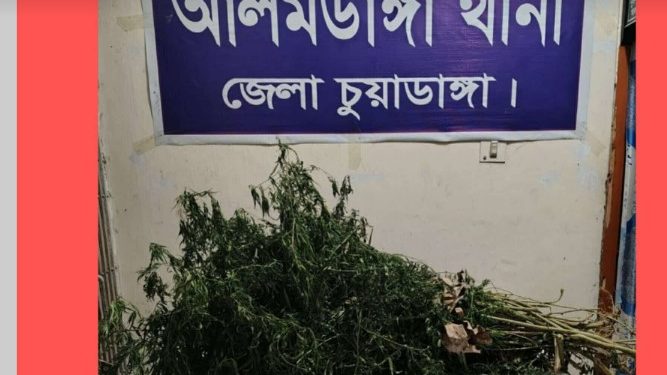 আলমডাঙ্গায় থানা পুলিশের মাদকবিরোধী অভিযান মরিচক্ষেত থেকে ১০টি গাঁজার গাছ উদ্ধার, পলাতক আসামির বিরুদ্ধে মামলা
