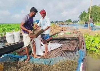 চলনবিলে নির্বিচারে শামুক নিধন-হুমকির মুখে জীববৈচিত্র