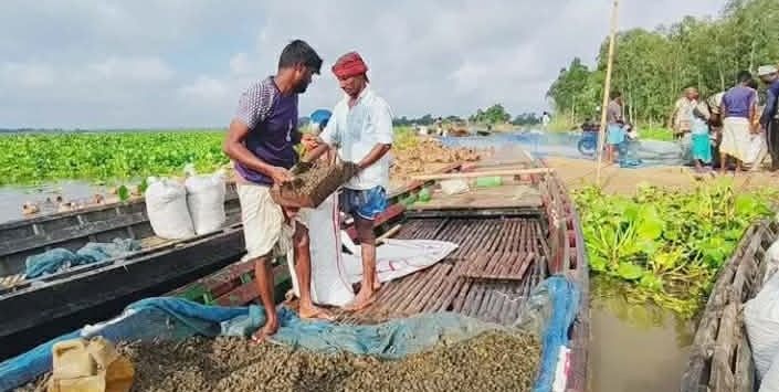 চলনবিলে নির্বিচারে শামুক নিধন-হুমকির মুখে জীববৈচিত্র