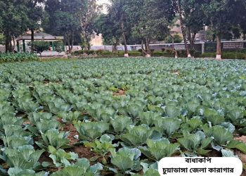 চুয়াডাঙ্গা জেলা কারাগারের পতিত জমিতে মৌসুমী চাষাবাদ: বন্দীদের পুনর্বাসন ও খাদ্য নিরাপত্তায় নতুন দিগন্ত