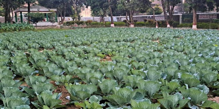 চুয়াডাঙ্গা জেলা কারাগারের পতিত জমিতে মৌসুমী চাষাবাদ: বন্দীদের পুনর্বাসন ও খাদ্য নিরাপত্তায় নতুন দিগন্ত