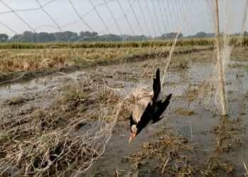 চেচোগাড়ি বিলে পাখি নিধনের ছোবল জীববৈচিত্র্য হারানোর আশঙ্কায় আতঙ্কিত এলাকাবাসী