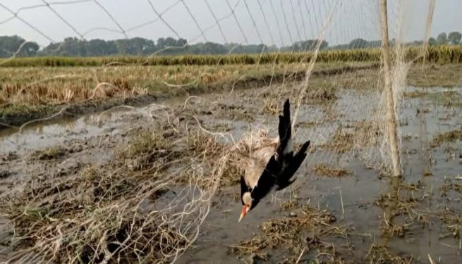 চেচোগাড়ি বিলে পাখি নিধনের ছোবল জীববৈচিত্র্য হারানোর আশঙ্কায় আতঙ্কিত এলাকাবাসী