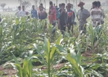 চুয়াডাঙ্গার দামুড়হুদায় এক রাতে তিন চাষীর ফসল কর্তন