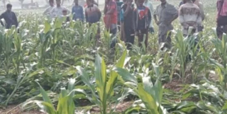 চুয়াডাঙ্গার দামুড়হুদায় এক রাতে তিন চাষীর ফসল কর্তন