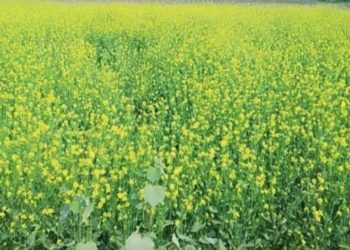 হাটবোয়ালিয়ায় সরিষার রেকর্ড ফলনের আশা কৃষকের মুখে সোনালি স্বপ্নের হাসি