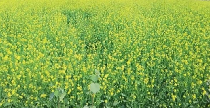 হাটবোয়ালিয়ায় সরিষার রেকর্ড ফলনের আশা কৃষকের মুখে সোনালি স্বপ্নের হাসি