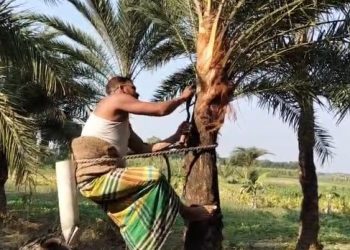 কোটচাঁদপুরে খেজুঁর গাছ চাষে লিটনের সফলতা