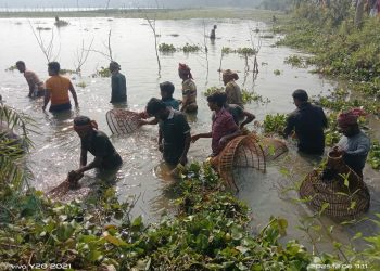ঝিনাইদহে পলো দিয়ে মাছ ধরার মহা-উৎসব