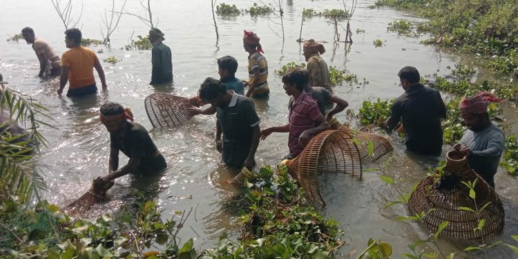 ঝিনাইদহে পলো দিয়ে মাছ ধরার মহা-উৎসব