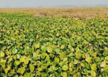 চলনবিলে ৫ হাজার হেক্টর জমি কচুরিপানার কবলে- ব্যাহত হবে বোরো চাষ